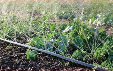 Лента туман для полива: особенности применения в Украине